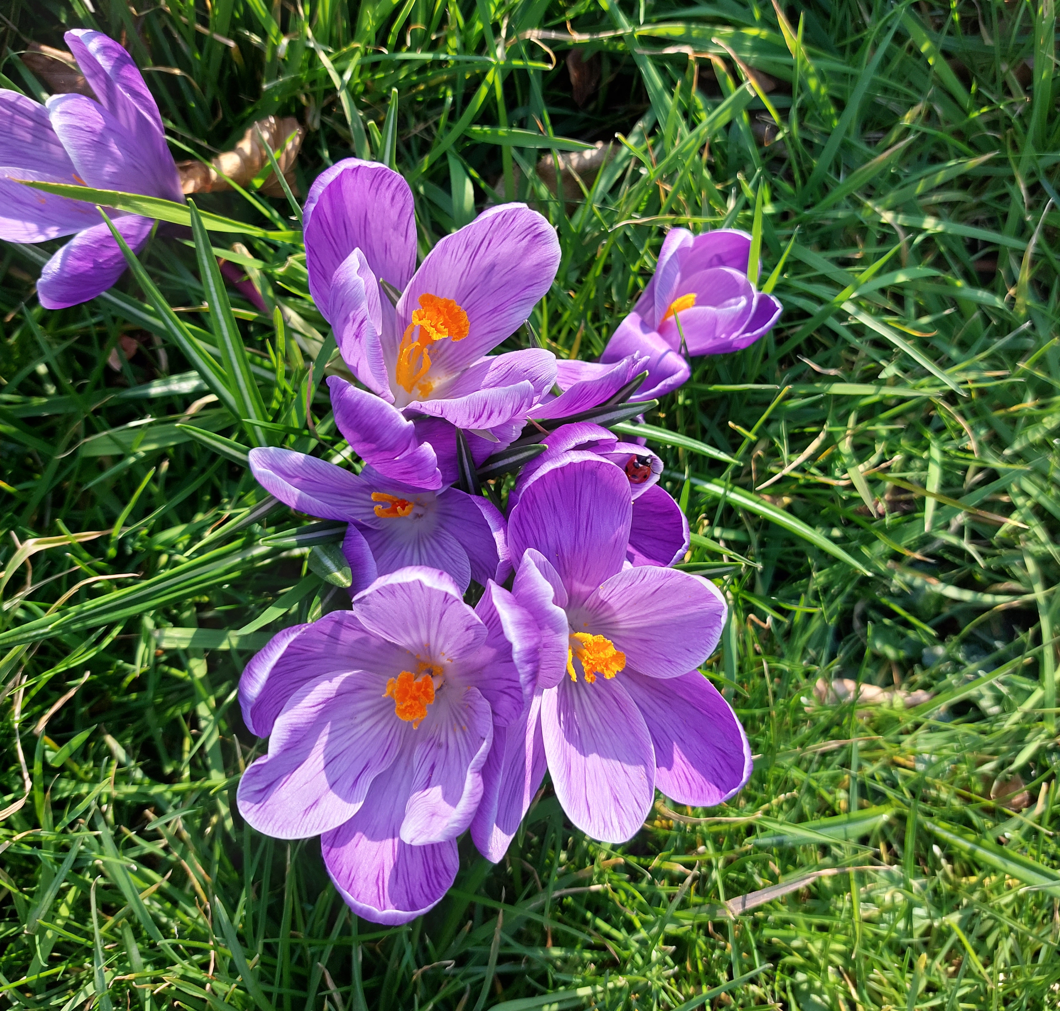 Some local life: A crocus with a ladybug